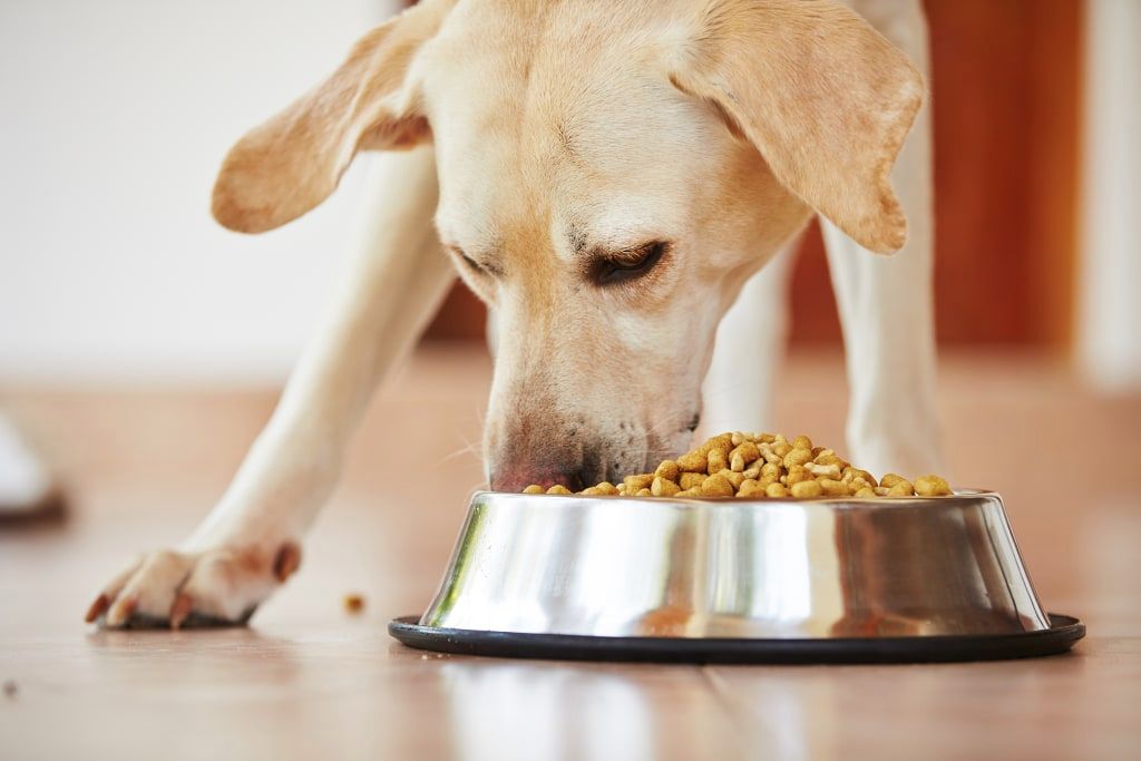 Pet food