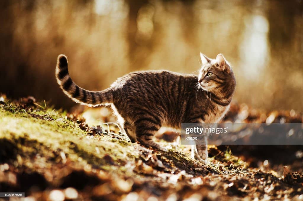 Cat in Woods